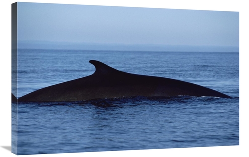 Global Gallery GCS-450570-2436-142 24 x 36 in. Fin Whale Silhouetted D