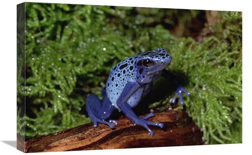 Global Gallery GCS-452807-1624-142 16 x 24 in. Blue Poison Dart Frog&#