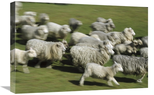 Global Gallery GCS-452461-1624-142 16 x 24 in. Domestic Sheep Herd Run