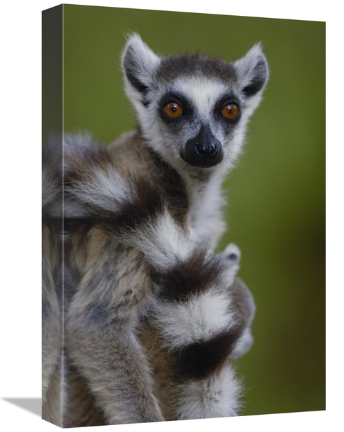 Global Gallery GCS-453237-1218-142 12 x 18 in. Ring-Tailed Lemur Portr