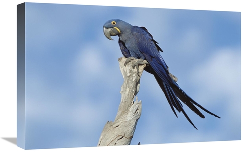 Global Gallery GCS-451471-1624-142 16 x 24 in. Hyacinth Macaw in Tree&