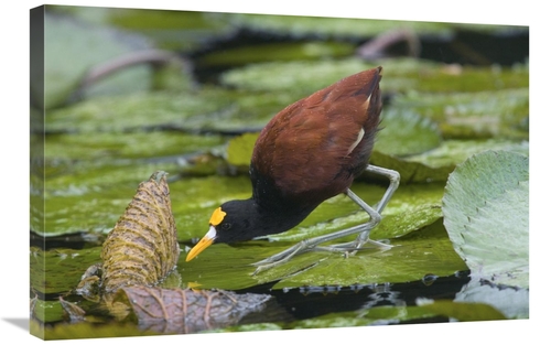 Global Gallery GCS-397348-2030-142 20 x 30 in. Northern Jacana Foragin