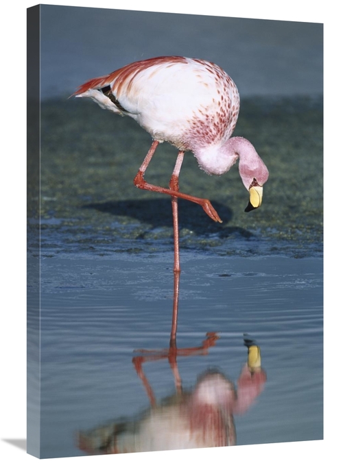 Global Gallery GCS-451649-2030-142 20 x 30 in. Puna Flamingo Feeding i