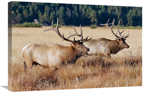 Global Gallery GCS-486459-30-142 30 in. Confrontation Art Print - Vic 