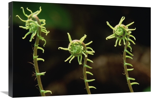 Global Gallery GCS-452905-2030-142 20 x 30 in. Deer Fern Fiddleheads&#