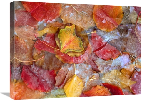 Global Gallery GCS-452230-1824-142 18 x 24 in. Cottonwood Frozen Leave