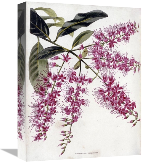 Global Gallery GCS-268252-16-142 16 in. Combretum Purpureum Art Print 