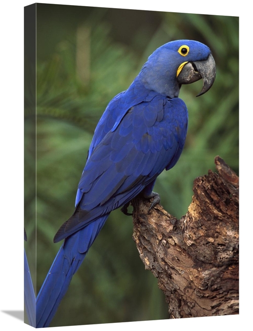 Global Gallery GCS-453122-1624-142 16 x 24 in. Hyacinth Macaw Perched 