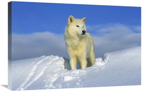Global Gallery GCS-453304-2030-142 20 x 30 in. Arctic Wolf Portrait of