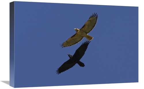 Global Gallery GCS-450886-1624-142 16 x 24 in. Red-Tailed Hawk & Commo