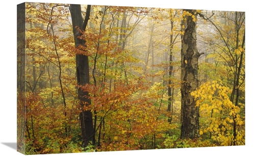 Global Gallery GCS-395926-1624-142 16 x 24 in. Mixed Deciduous Forest 