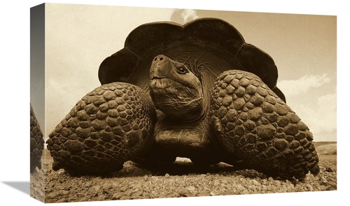 Global Gallery GCS-453673-1218-142 12 x 18 in. Galapagos Giant Tortois