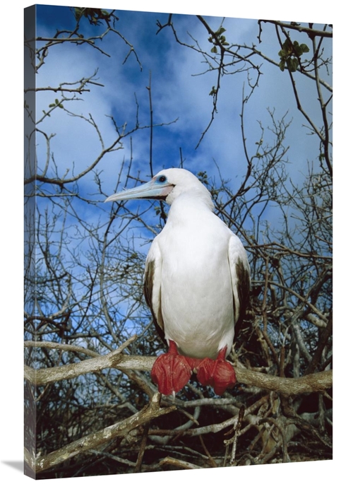 Global Gallery GCS-451653-2436-142 24 x 36 in. Red-Footed Booby White 