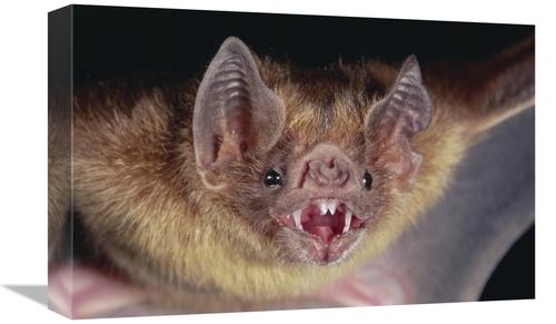 Global Gallery GCS-397232-1218-142 12 x 18 in. Vampire Bat Portrait&#4