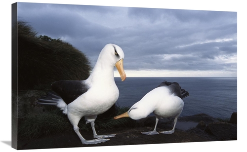 Global Gallery GCS-451614-2436-142 24 x 36 in. Campbell Albatross Cour