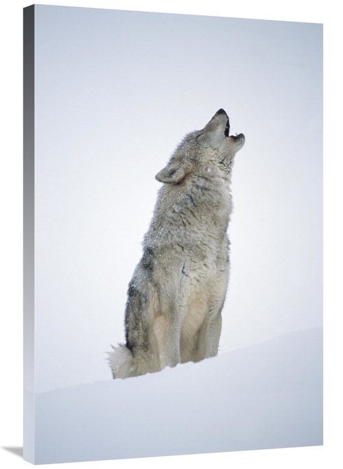 Global Gallery GCS-396375-2436-142 24 x 36 in. Timber Wolf Portrait