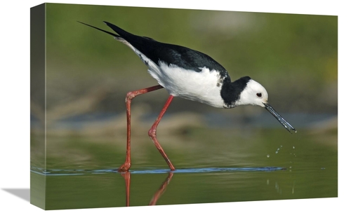 Global Gallery GCS-397469-1218-142 12 x 18 in. Black-Winged Stilt Fora