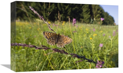 Global Gallery GCS-452720-1218-142 12 x 18 in. False Heath Fritillary 