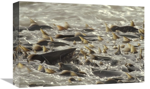 Global Gallery GCS-451888-1218-142 12 x 18 in. Pink Salmon Spawning in