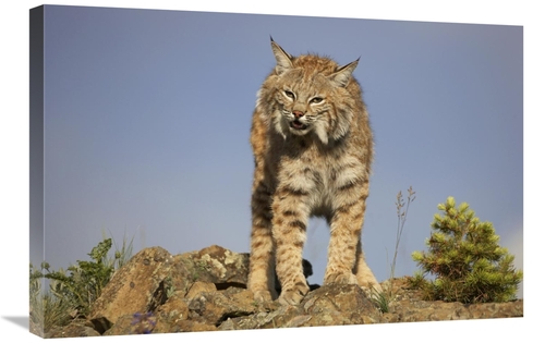Global Gallery GCS-452206-2030-142 20 x 30 in. Bobcat, North Ameri