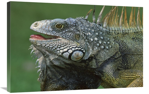 Global Gallery GCS-398563-2436-142 24 x 36 in. Green Iguana Male Displ