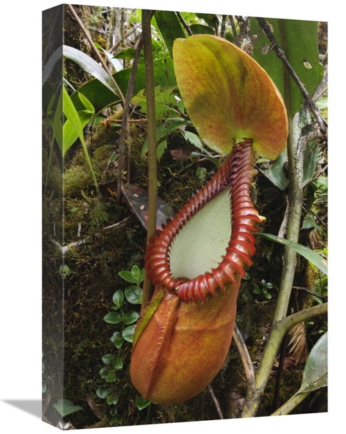 Global Gallery GCS-397564-1218-142 12 x 18 in. Pitcher Plant Pitcher&#