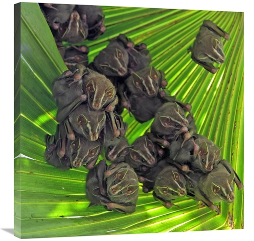 Global Gallery GCS-398535-3030-142 30 x 30 in. Peters Tent-Making Bat&