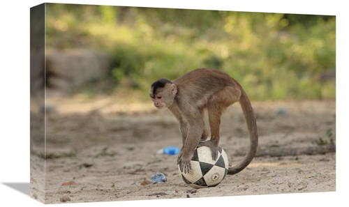 Global Gallery GCS-453084-1218-142 12 x 18 in. White-Fronted Capuchin 