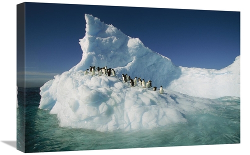 Global Gallery GCS-397791-1624-142 16 x 24 in. Adelie Penguin Group Ri