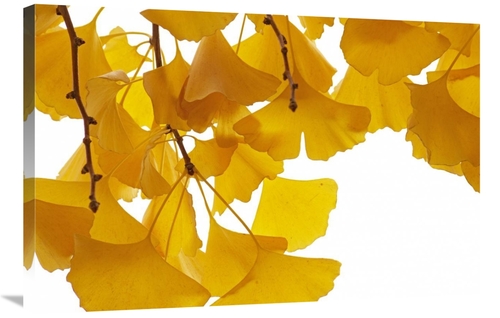 Global Gallery GCS-398167-2436-142 24 x 36 in. Ginkgo Leaves in Autumn