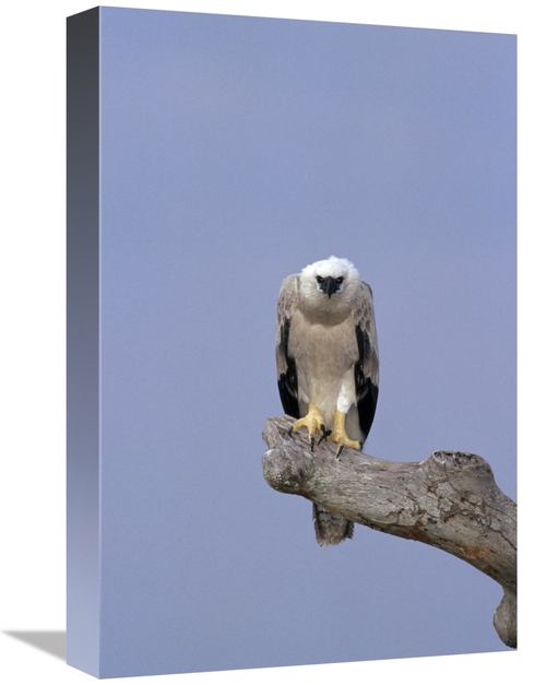 Global Gallery GCS-451050-1218-142 12 x 18 in. Harpy Eagle Juvenile Si