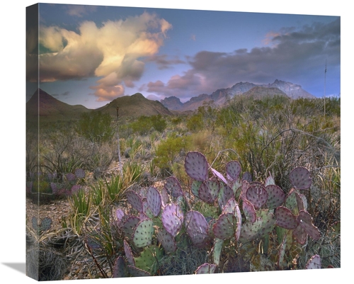 Global Gallery GCS-396638-22-142 22 in. Opuntia Cactus, Chisos Mou