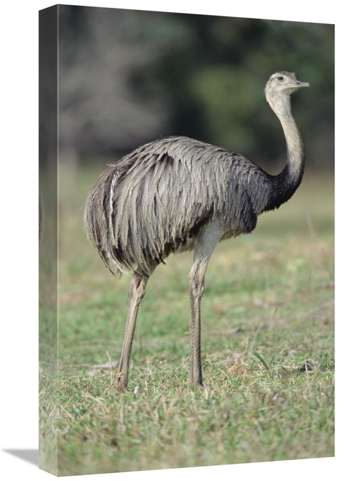 Global Gallery GCS-451478-22-142 22 in. Greater Rhea Grazing in Savann