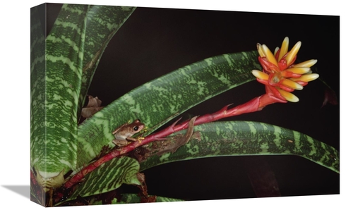 Global Gallery GCS-450738-1218-142 12 x 18 in. Frog on Guzmania Bromel