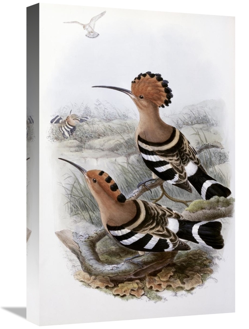 Global Gallery GCS-277768-22-142 22 in. Indian Hoopoe Art Print - John