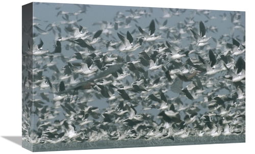 Global Gallery GCS-396482-1218-142 12 x 18 in. American Avocet Flock E