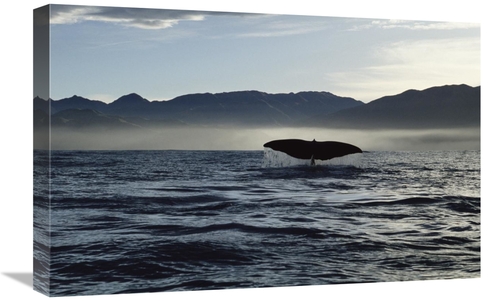 Global Gallery GCS-450780-1624-142 16 x 24 in. Sperm Whale Tail, N
