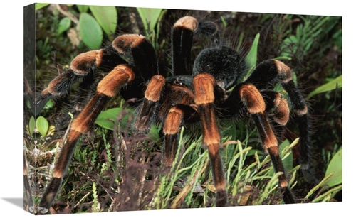 Global Gallery GCS-397241-1624-142 16 x 24 in. Red-Kneed Tarantula Clo