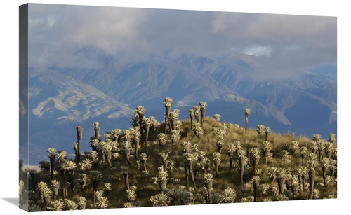 Global Gallery GCS-453155-2030-142 20 x 30 in. Paramo Flower, El A