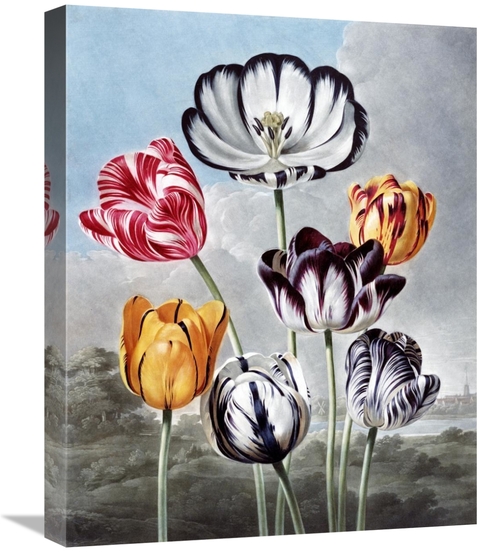 Global Gallery GCS-268584-22-142 22 in. Tulips Art Print - Robert John