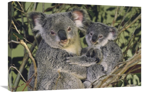 Global Gallery GCS-395754-2030-142 20 x 30 in. Koala Mother with Joey&