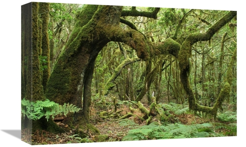 Global Gallery GCS-397625-1218-142 12 x 18 in. Macaronesian Laurel Rel