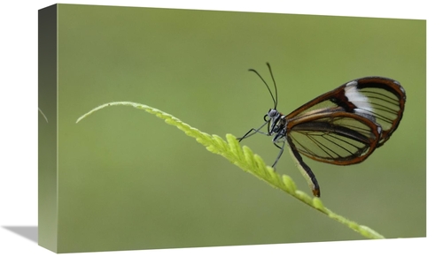 Global Gallery GCS-453090-1218-142 12 x 18 in. Nymphalid Butterfly&#44