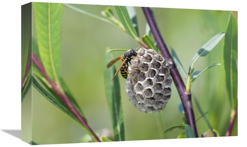 Global Gallery GCS-398484-1218-142 12 x 18 in. Wasp Constructing Nest&