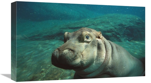 Global Gallery GCS-450851-22-142 22 in. East African River Hippopotamu