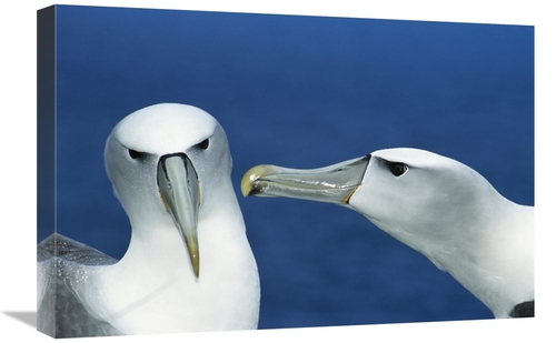 Global Gallery GCS-451595-1624-142 16 x 24 in. White-Capped Albatrosse