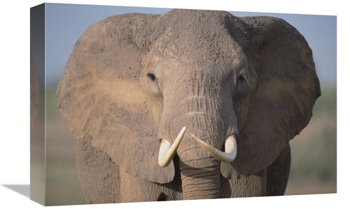 Global Gallery GCS-452790-1218-142 12 x 18 in. African Elephant Close-