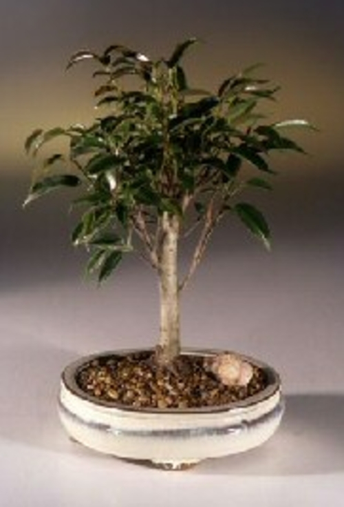 Ficus Midnight Bonsai Tree - Medium (benjamina 'midnight')