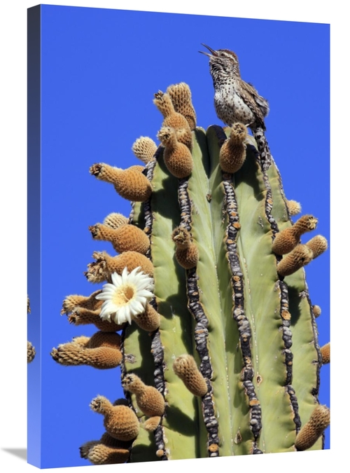 Global Gallery GCS-398110-2030-142 20 x 30 in. Cactus Wren Singing Ato