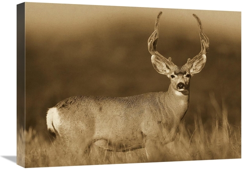 Global Gallery GCS-453687-1824-142 18 x 24 in. Mule Deer Male in Dry G